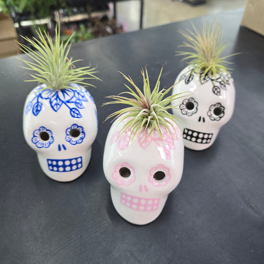 Skull/Airplant
