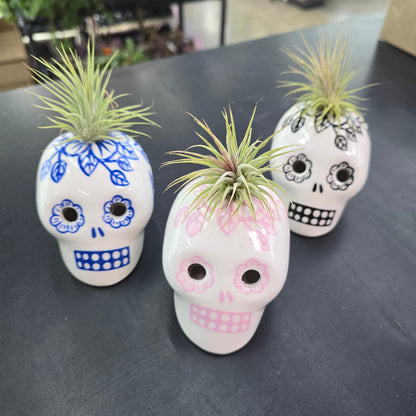 Skull/Airplant