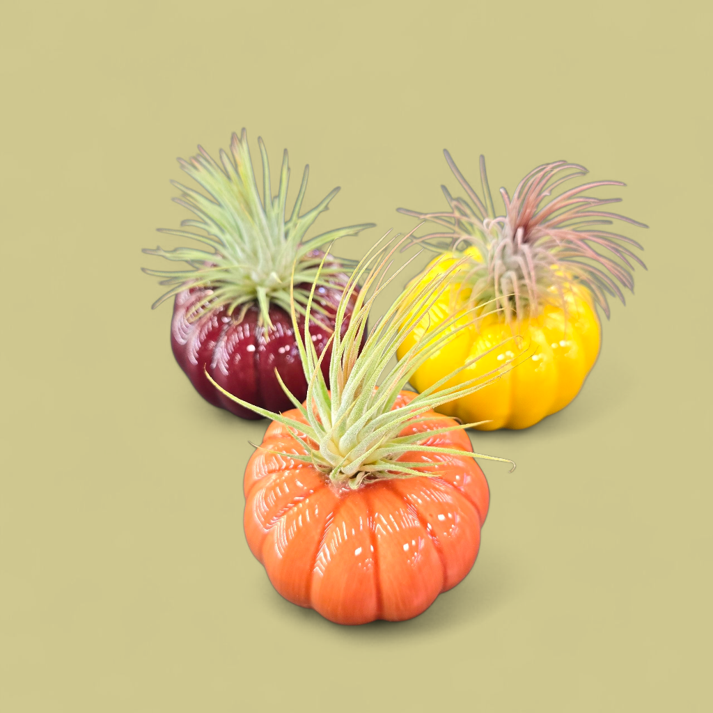 Pumpkin/ Airplant