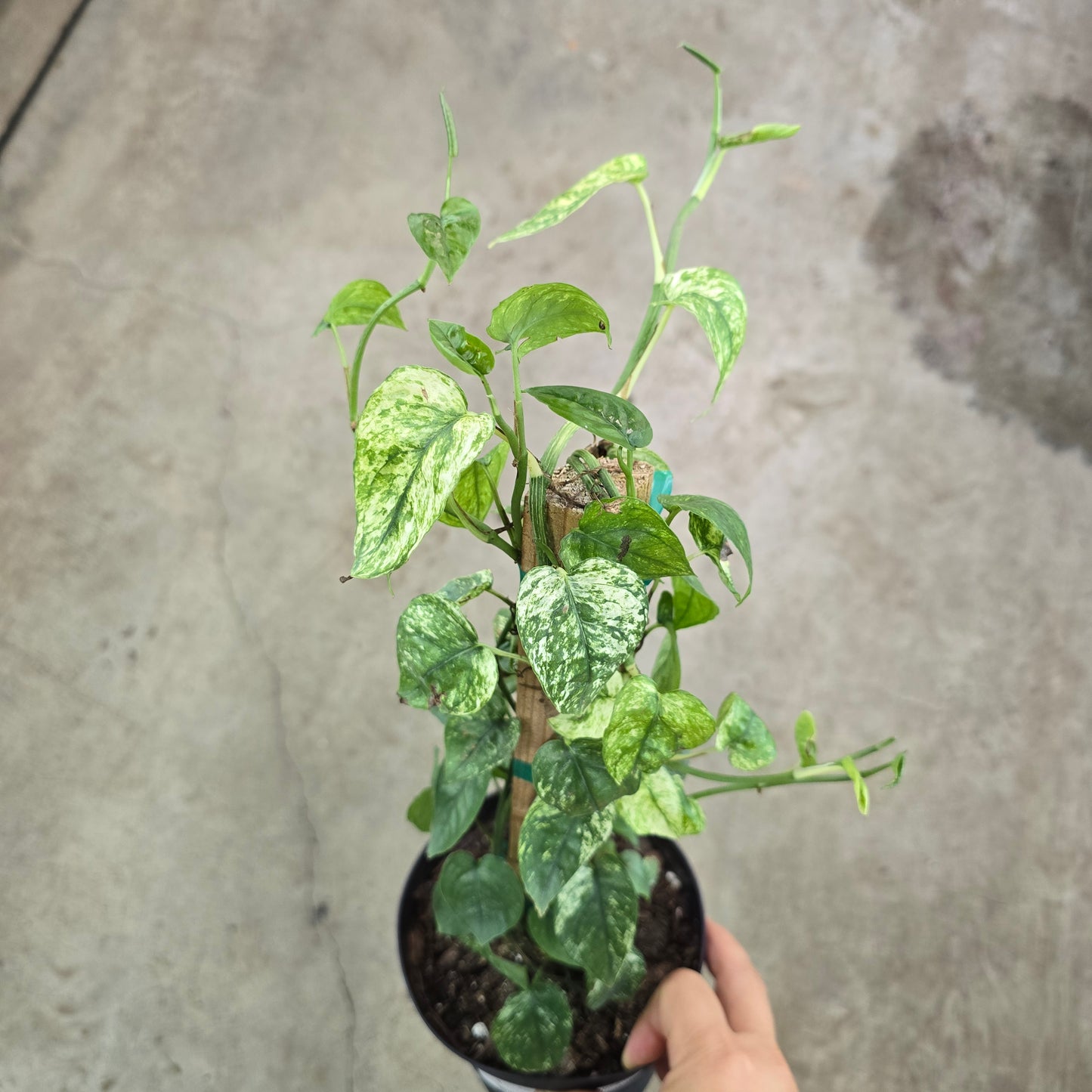 Epipremnum pinantum 'Cebu Blue Variegated' - 6" (pole)