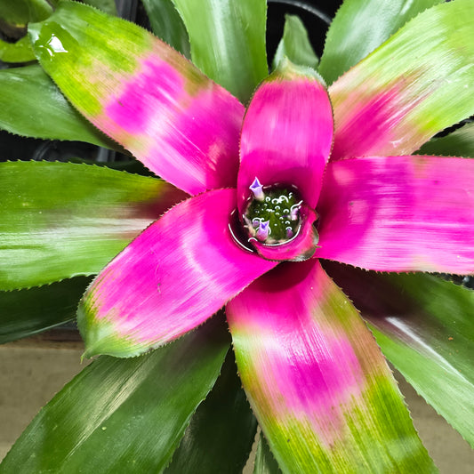 Bromeliad Neoregelia - 6"