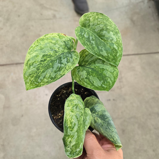 Scindapsus 'Silver Knight' variegated - 4"