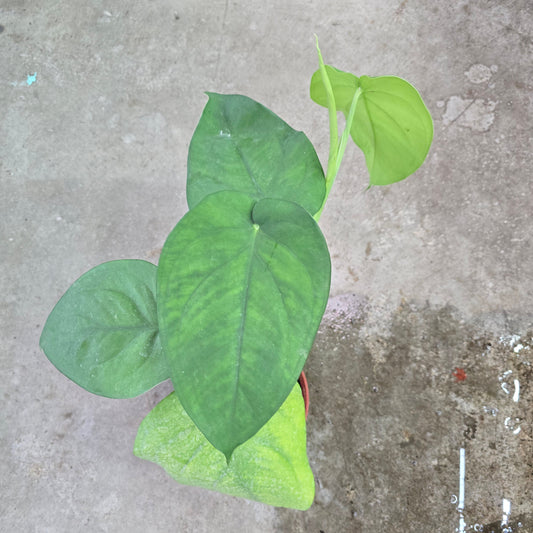 Syngonium chiapensis - 6"