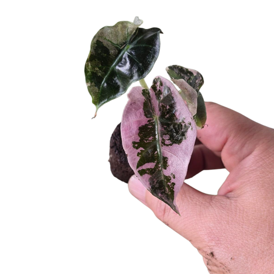 Alocasia amazonica 'Pink Mint' - plug