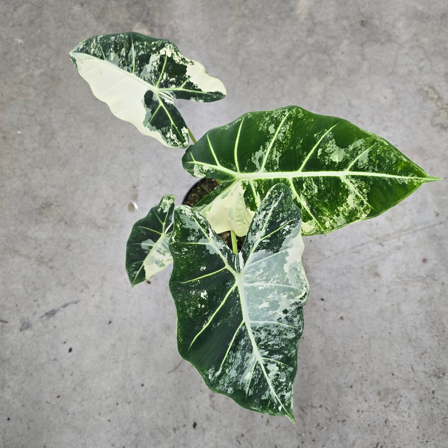 Alocasia frydek variegata - 6"