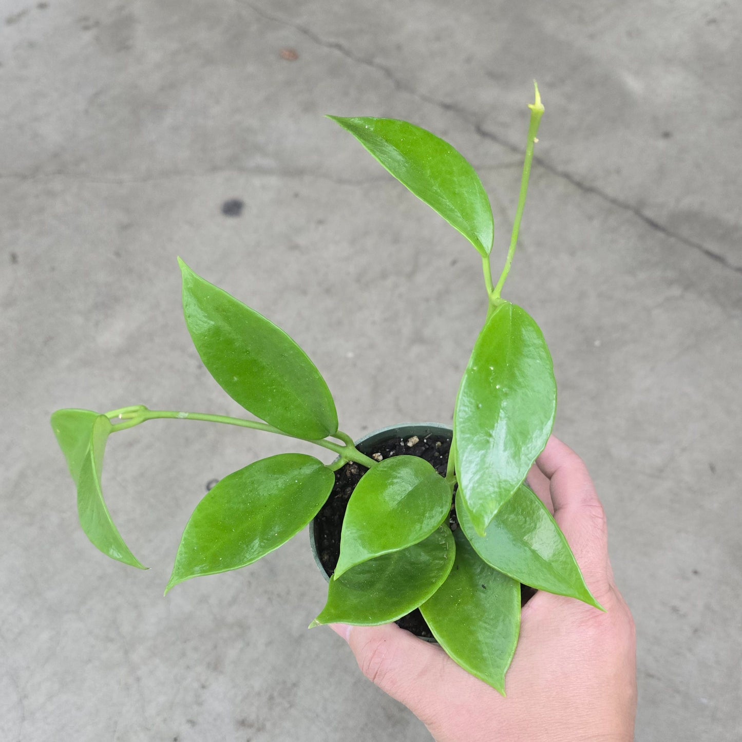 Hoya benitotanii - 4"