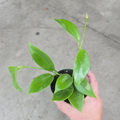 Hoya benitotanii - 4"