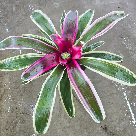 Bromeliad Neoregelia  variegated - 4"