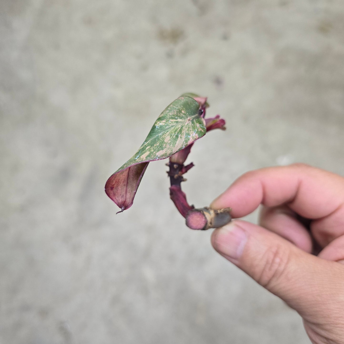 Philodendron Strawberry Shake - node cutting
