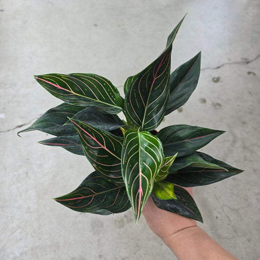 Aglaonema 'Red Vein' - 4"