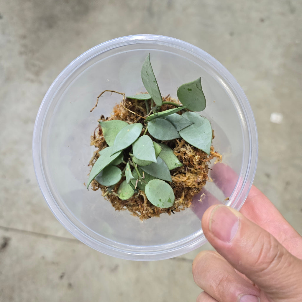 Hoya krohniana 'Super Silver' - cuttings