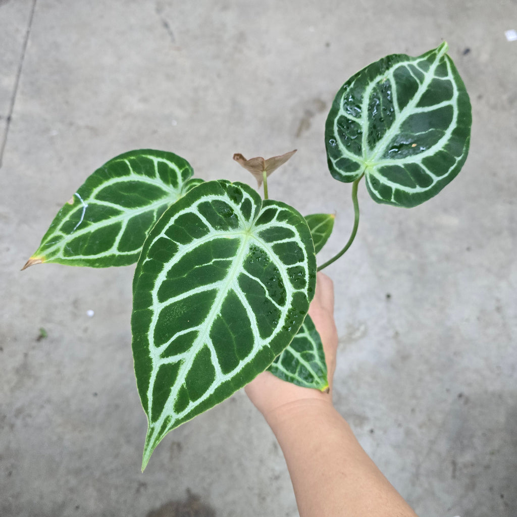 Anthurium crystallinum hybrid - 2"