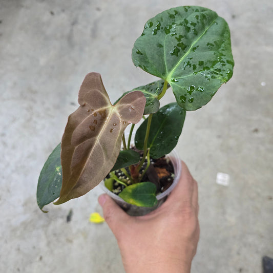 Anthurium papillilaminum ORI  X - 3"