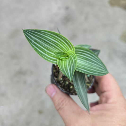 Callisia gentlei var elegans - 2"