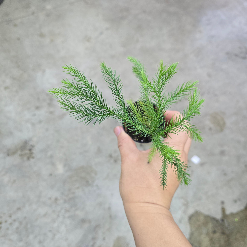 Araucaria heterophylla - 2"
