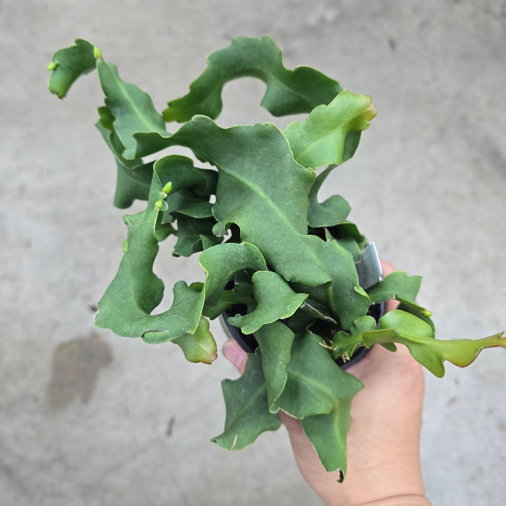 Epiphyllum anguliger 'curly' - 4"