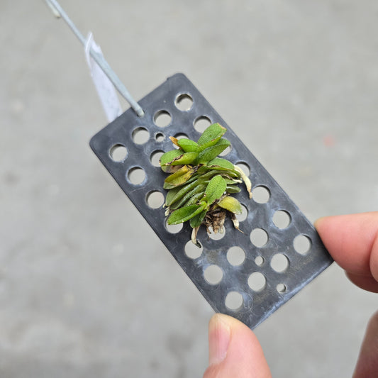 Schoenorchis seidenfadenii