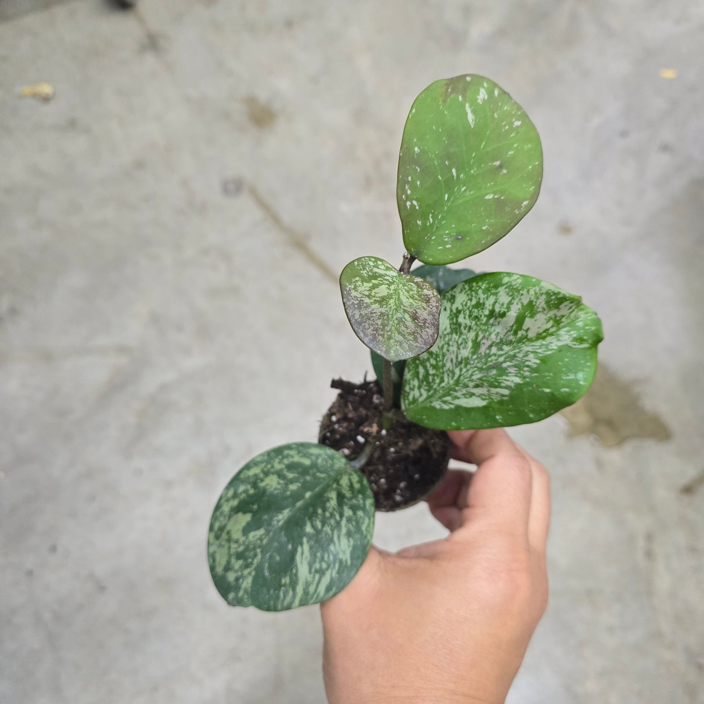 Hoya obovata Splash - 2