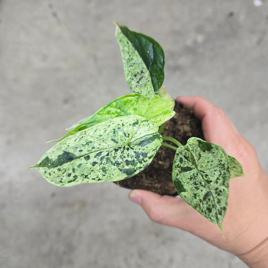 Alocasia dragon scale mint - 4"