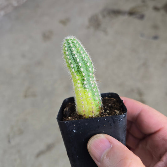 Echinopsis chamaecereus 'Variegated' - 2"