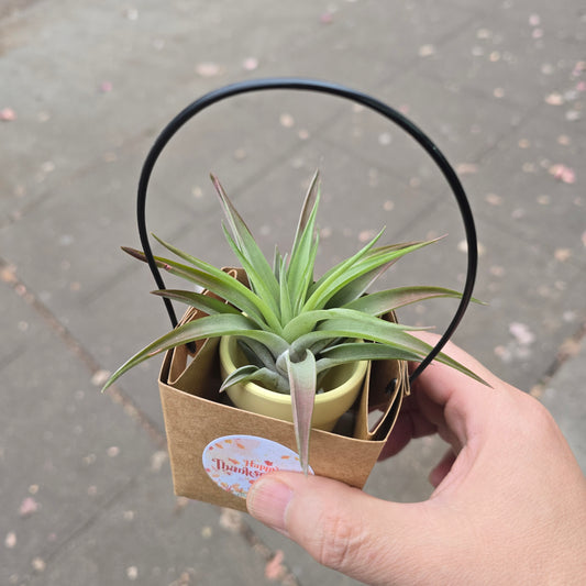 Thanksgiving Airplant gift