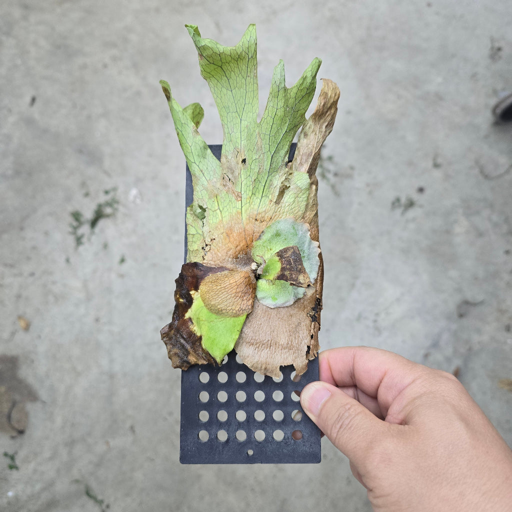 Platycerium assorted - mounted