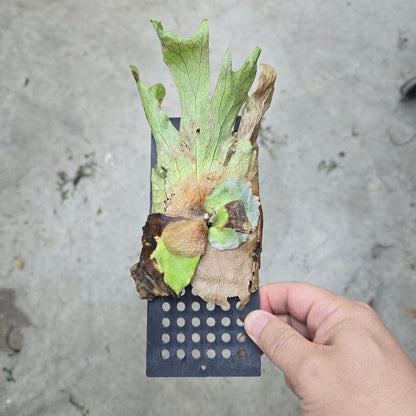 Platycerium assorted - mounted