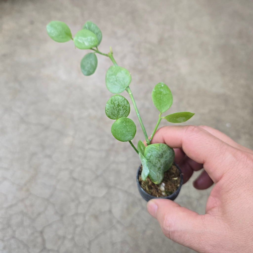 Hoya biakensis splash - 2"