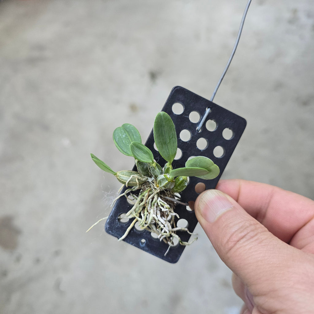 Dendrobium Lindleyi Var - 2"