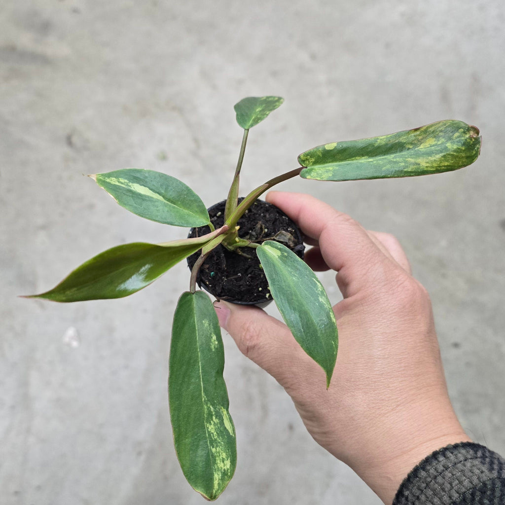 Philodendron joepii variegated - 2"