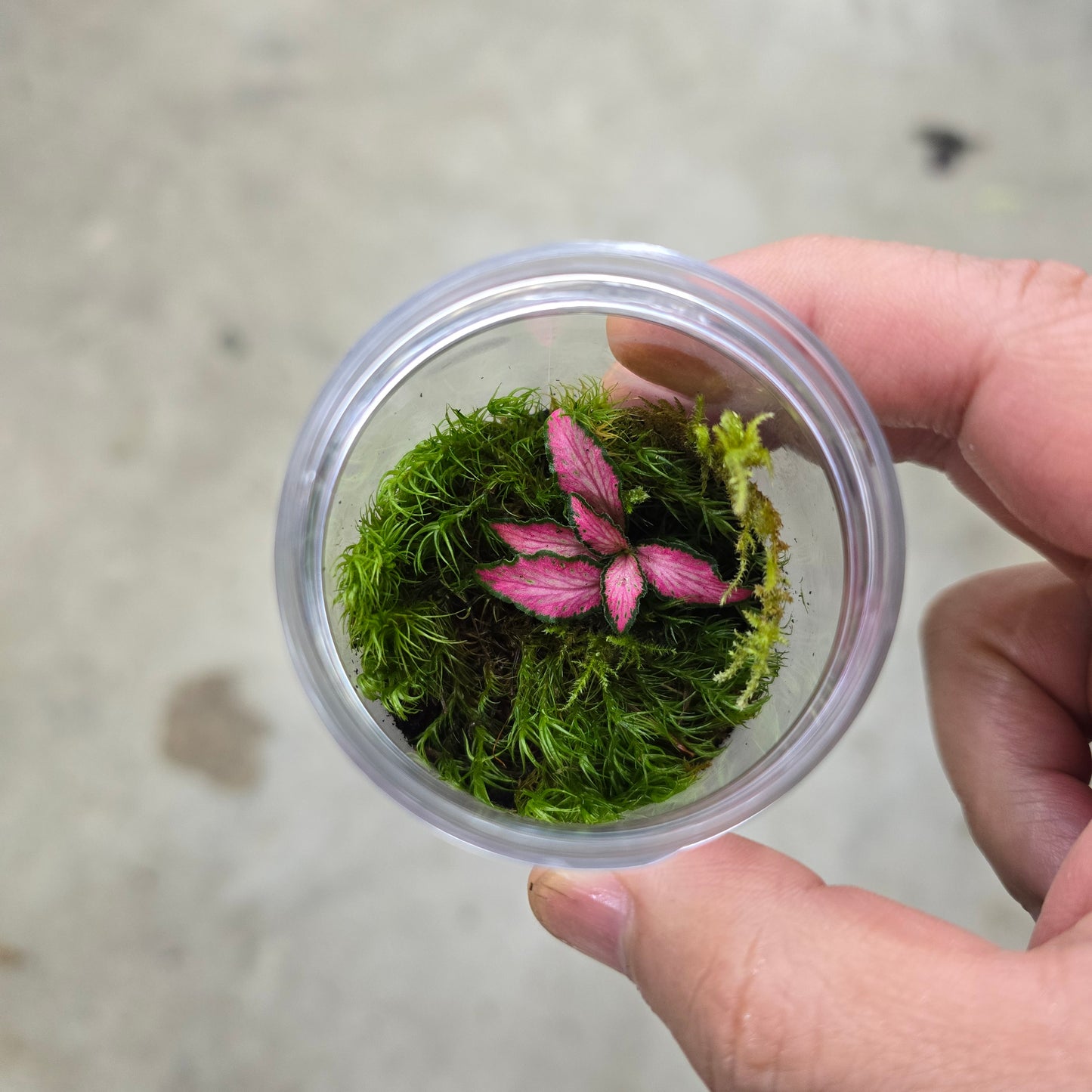 Mini Moss Terrarium