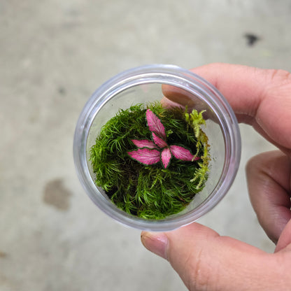 Mini Moss Terrarium