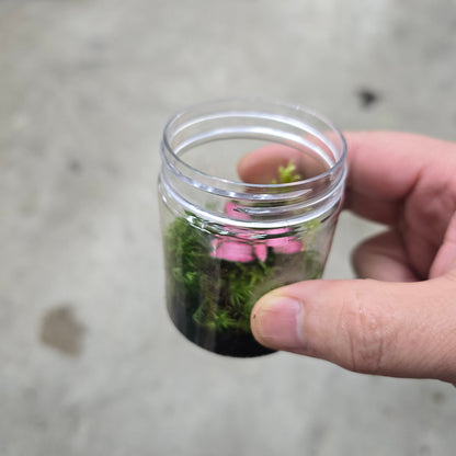 Mini Moss Terrarium