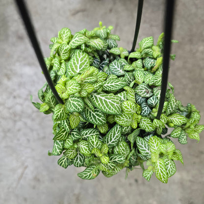 Tropical Assorted Hanging Basket - 4"