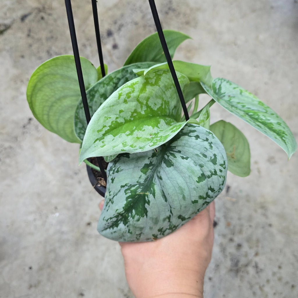 Tropical Assorted Hanging Basket - 4"