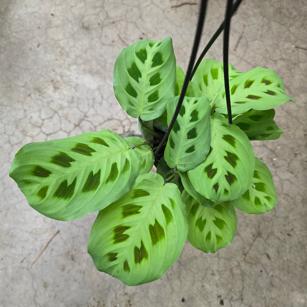 Tropical Assorted Hanging Basket - 4"