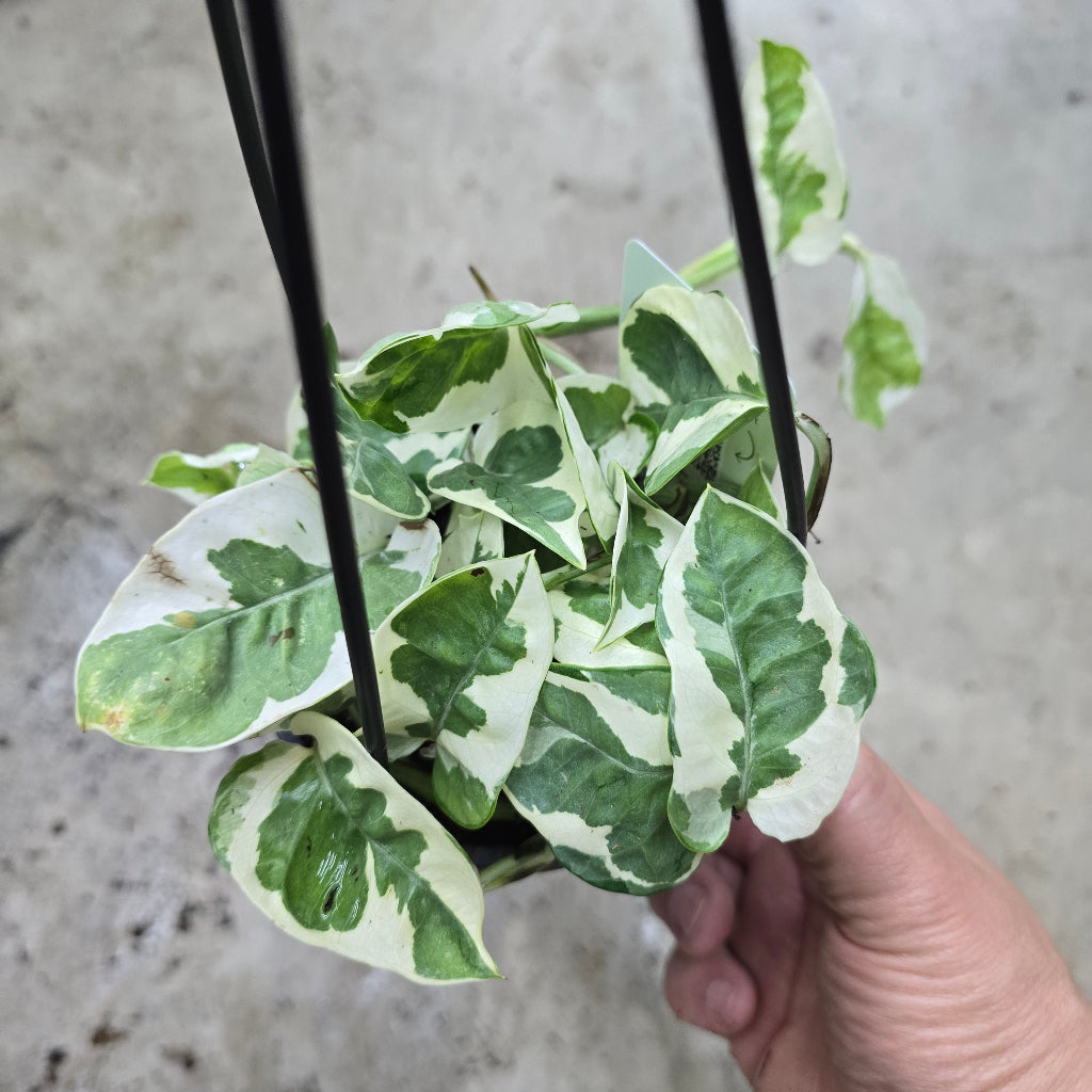 Tropical Assorted Hanging Basket - 4"