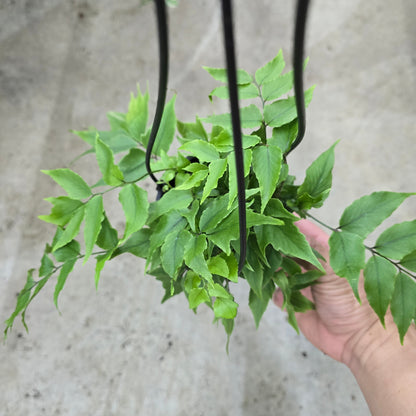 Tropical Assorted Hanging Basket - 4"