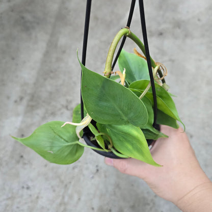 Tropical Assorted Hanging Basket - 4"