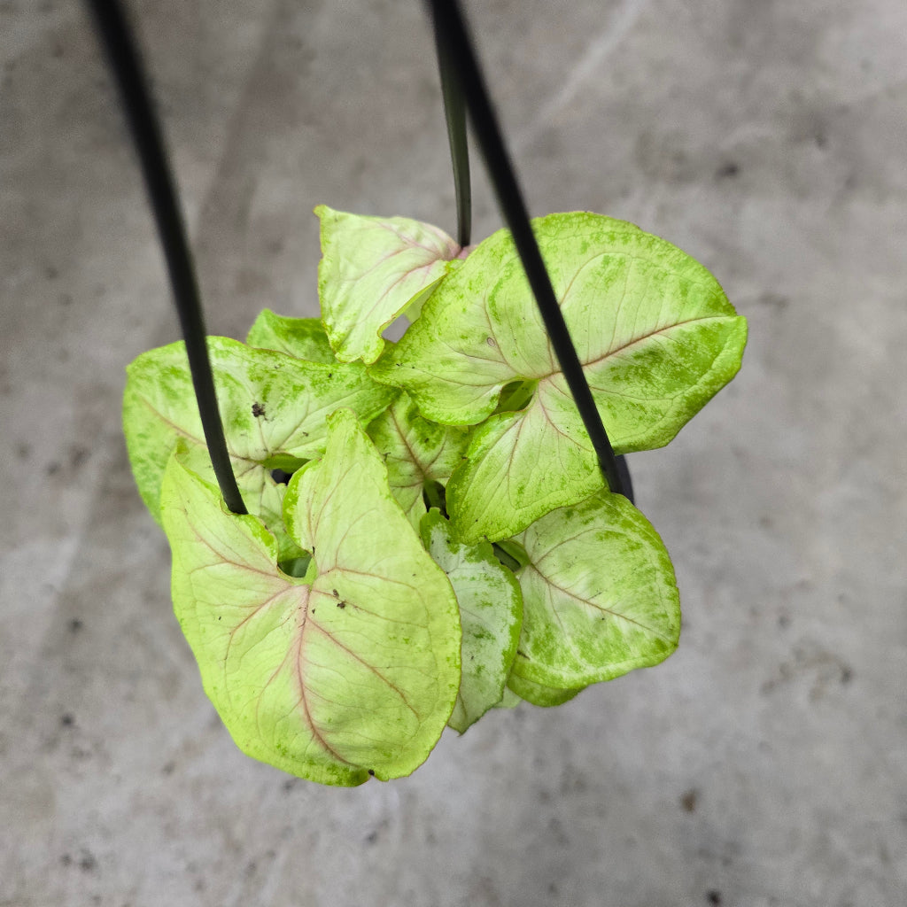 Tropical Assorted Hanging Basket - 4"