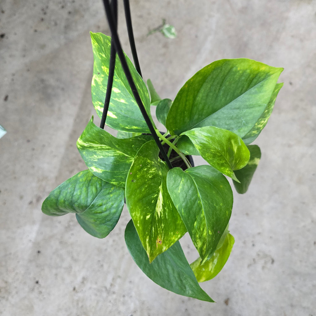 Tropical Assorted Hanging Basket - 4"