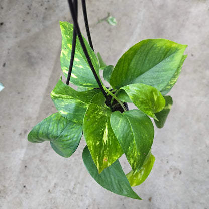 Tropical Assorted Hanging Basket - 4"