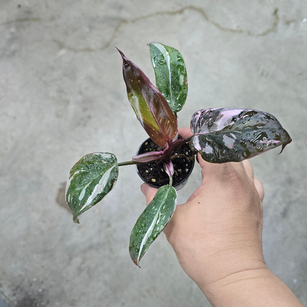 Philodendron 'Red Anderson' - 2"