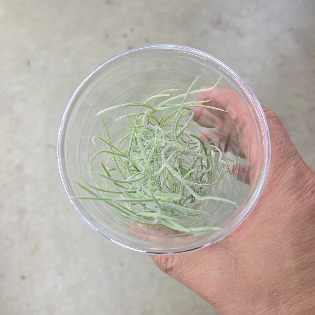 Usenoides Green Goodness - 16 oz cup