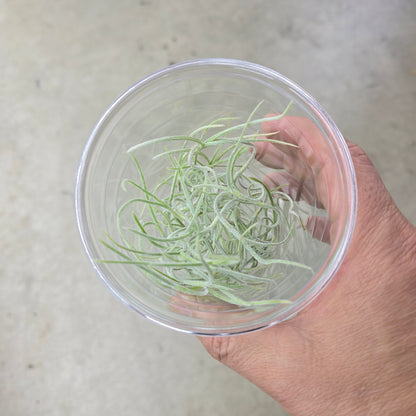 Usenoides Green Goodness - 16 oz cup