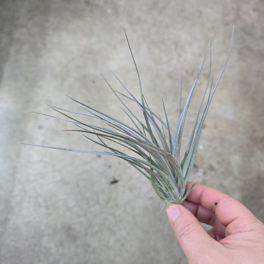 T. stricta indigo