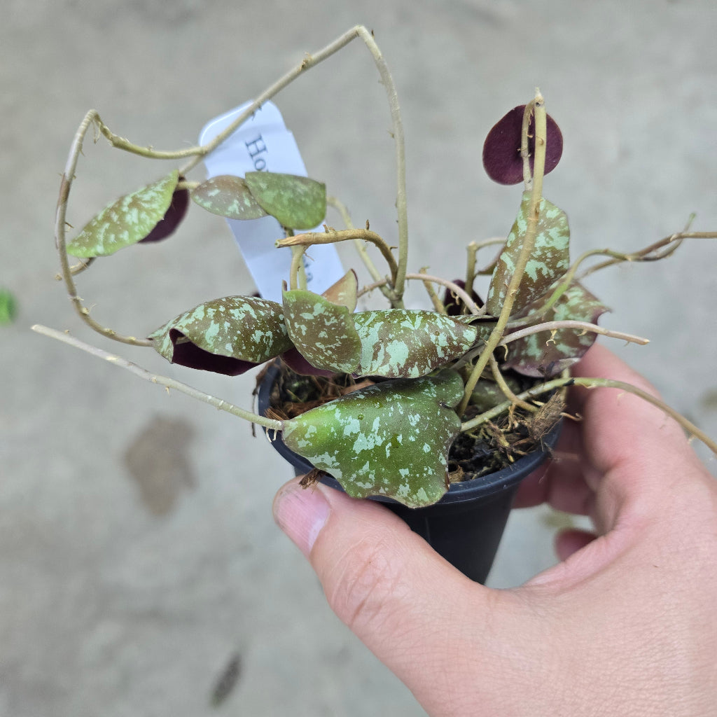 Hoya imbricata - 3"