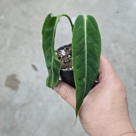 Anthurium warocqueanum - 3"