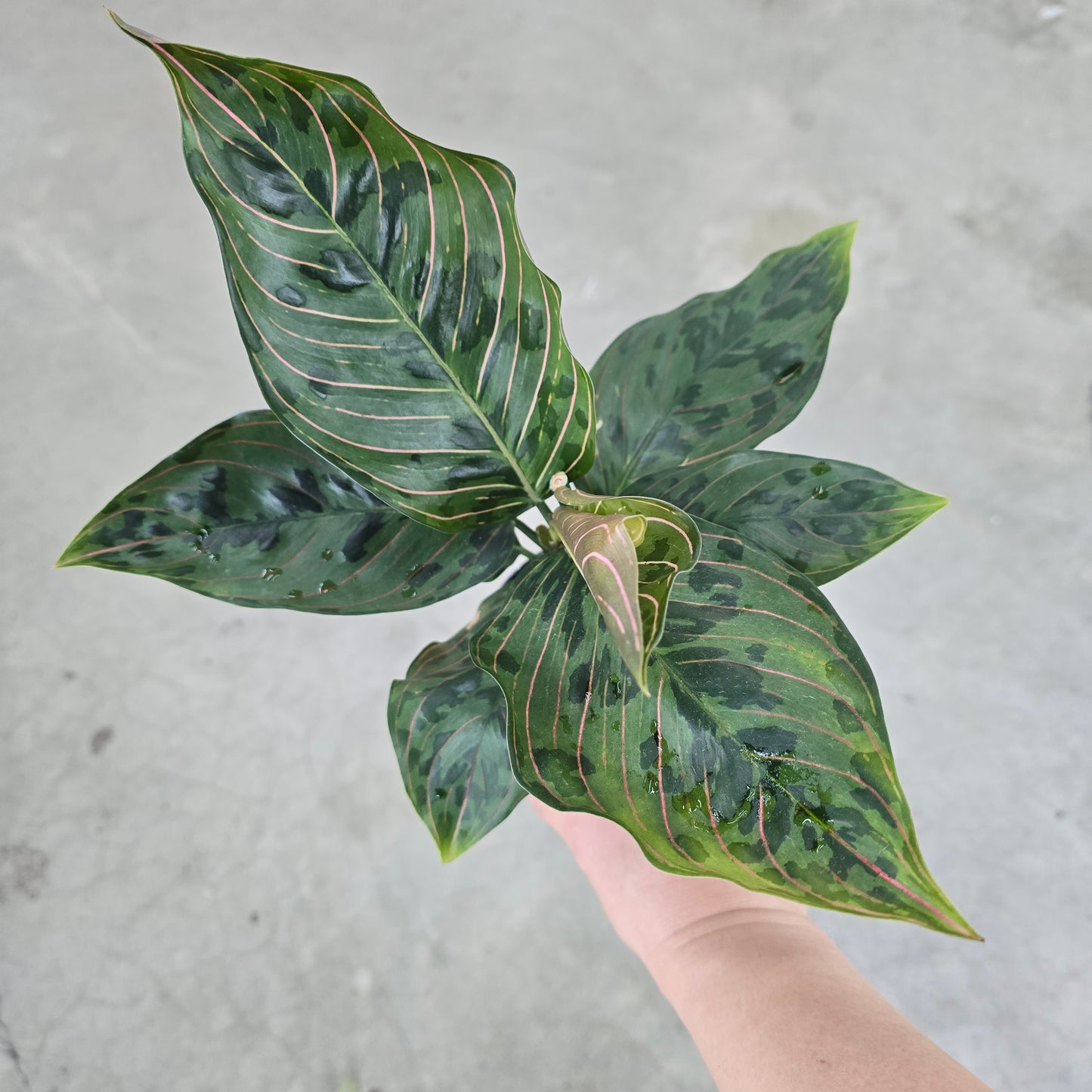 Aglaonema 'Red Army Variegated' - 4"