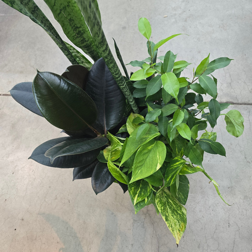 Tropical mix planter - 12"